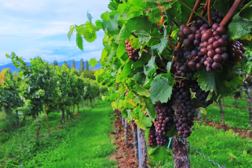 Percorsi enogastronomici sul Lago di Garda: la vacanza alla scoperta dei prodotti tipici